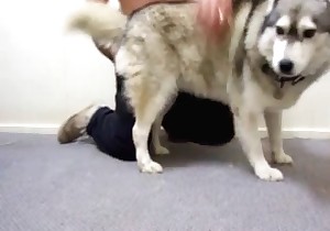 Training this doggy to fuck in a proper way 