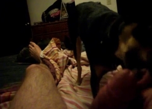 POV blowjob from a big-dicked dog