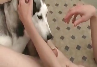 Massive cock licked by a lovely husky