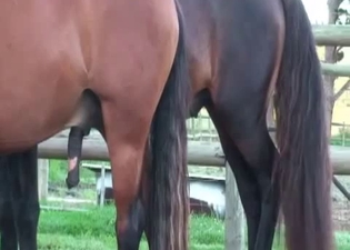 Two horses have amazingly massive dicks