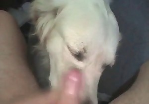 Sweet doggy is smelling and licking a boner 