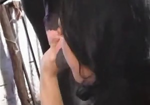 Black-haired babe is sucking a horse dick