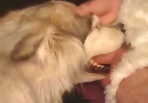 Cute trained doggy gives a nice blowjob