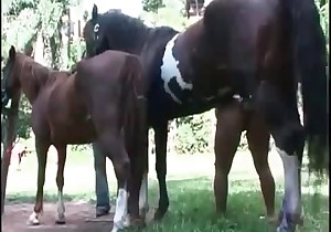 Farmer's daughter fucked by a stallion 