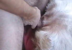 Hubby nailed a perverted white doggy