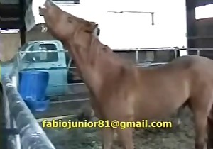 Horse is trying to fuck a real man