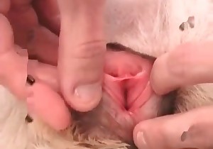 Playing with a doggy's tight anus