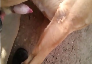 Horny dog is licking his cock to please himself