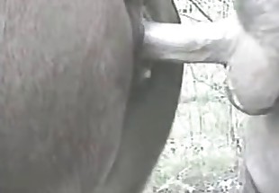 Awesome animal is getting hard fucked from behind