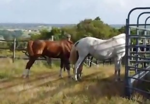 Horses are about to fuck each other hard