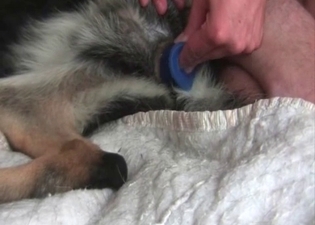 Sticking a nice sex toy in a tight doggy's hole