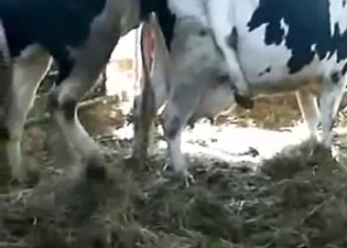 Cow is about to get brutally fucked