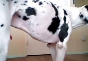 Nice pussy eating from a Dalmatian