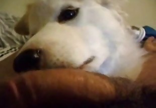 POV blowjob from a sexed-up dog