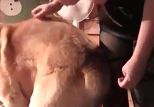 Redhead babe and her doggy having sex
