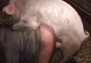 Impassionate sex with a hung pig