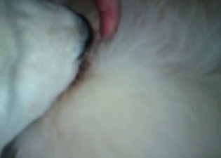 Puppy gets licked by a dog