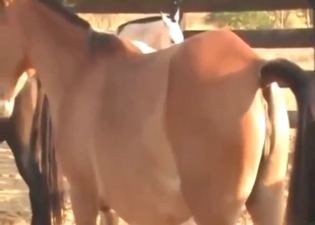 Two horses having lotsa fun in a taboo scene