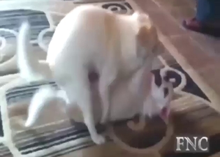 Sexed-up animals get ready to get right off