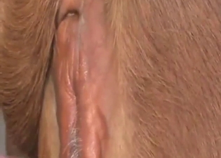 Horny guy using his dick to fuck a kinky calf