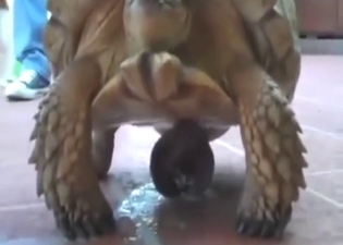 Sexy turtle showing off its massive erection