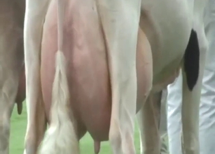 Sexy animals with udders just showing it off