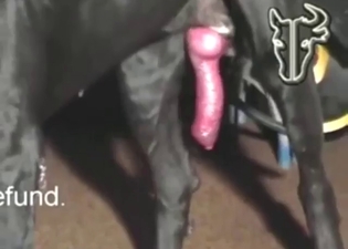 Dog is going to showcase a juicy penis after anal