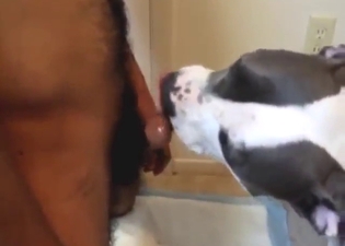 Adorable animal licks that dick and sniffs it too