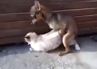 Kinky cat getting fucked by a horny dog real deep