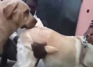 Dude is going to help dogs out as they mate hard