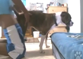 Dog gets to take nice dick in its tight ass