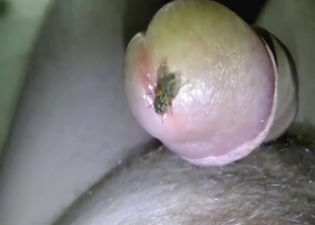 Fly fetishist loves insects all over his cock-head