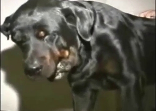 Dude is going to use tongue for dog ass rimming