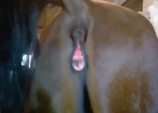 Mare shows its hole and decides to gush piss
