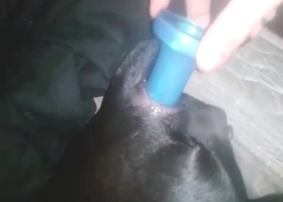 Anal play with a black dog that looks so horny