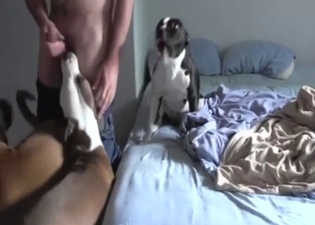 Dude has three dogs fighting over his meaty cock