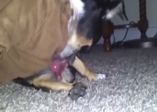 Sexy dog is showing how to fuck to another dog