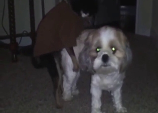 Sexy dog is showing how to fuck to another dog