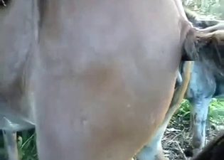 Donkey dong is going to fuck that hole from behind