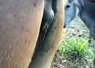 Donkey dong is going to fuck that hole from behind