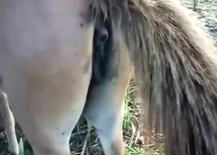 Donkey dong is going to fuck that hole from behind