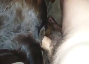 Dude prepares to fuck a calf with hot close-ups