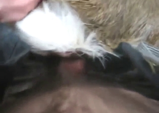 Deer fuck movie with a slutty animal that gapes