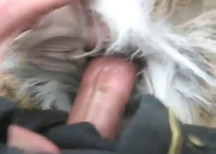 Deer fuck movie with a slutty animal that gapes