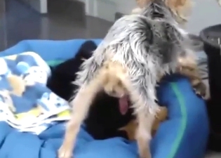 Terriere showing off its hot fucking penis