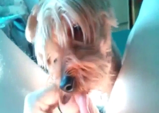 Horny zoophile lets a dog lick that penis in POV