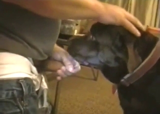 Doggystyle bestiality sex with brown dog taking it