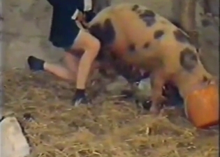 Vintage zoophile puts his dick in a pig's hole