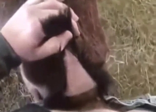 Gay bestiality sex with a goat that moans and cums