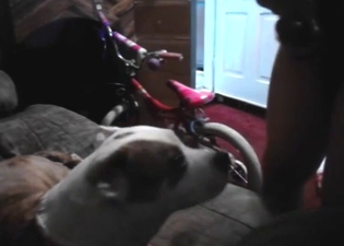 Cute dog in a bestiality porn video with sucking